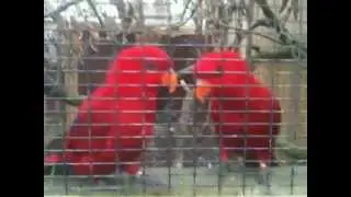 birds at tilgate park 2