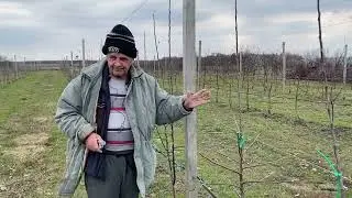 Pruning an intensive apple orchard.