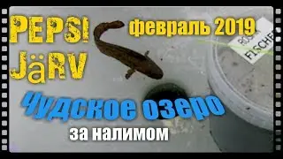 Зимняя рыбалка на налима  . Чудское озеро февраль 2019 г .