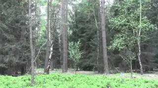 Klánovický les a jeho kouzelné zákoutí HD
