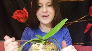 Орхидея фаленопсис, важное о пересадке.