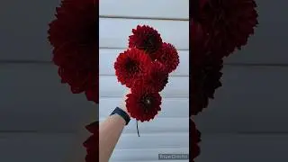георгина Корнел Рэд