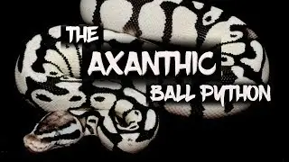The spectacular 'Axanthic' ball python!