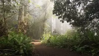 Cinematic Redwood Forest | Scenes from California