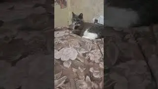 алиса охотится за стрекозой что летает под потолком