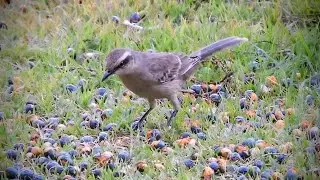 Sabiá-do-campo / Mimus saturninus 🙂
