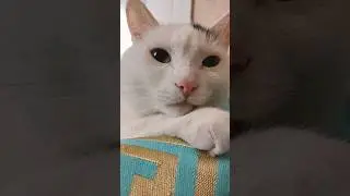 Милый лежебока #двесобакитрикота