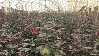 Как растет роза в Эквадоре.