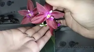Цветение ароматной орхидеи сюрприз!