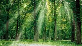 Лечебные свойства деревьев. Прикладной курс 