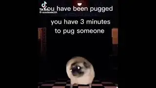 Da pug