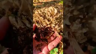 One of the tastiest fungi / Popular in Japan and China / mushroom #mushroomforaging