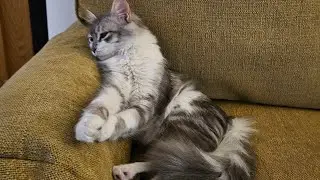Spidy the himalayan cat