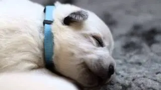 Australian Cattle Dog puppy - dreaming about his favourite food