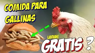 Cómo alimento a mis Gallinas Sin Gastar Ni Un Peso? 🫰Así Es COMO en  2024