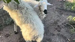 Kuzularım artık 1-2 aya çifleşir o yüzden yeni sahiplerini arıyorum!