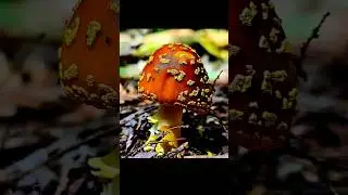 Mushrooms of Massachusetts 🍄 #shorts