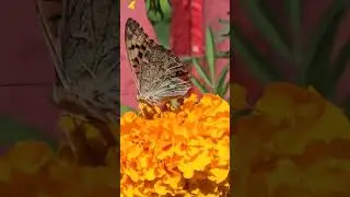 Жаздың соңы