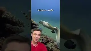 Мурена - рыба | SMITUP | 