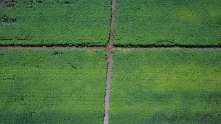 2024 Hemp Fields Flyover: A Spectacular View
