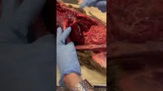 Идеальная печень)  #anatomy #biology #animals #vet