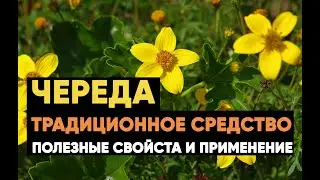 Череда – лечебные свойства и применение. Ускоряет регенерацию поврежденных тканей!