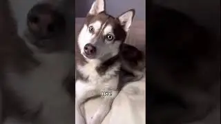 Ты в курсе, что ты приёмный? мы кошки, а ты псина сутулая 