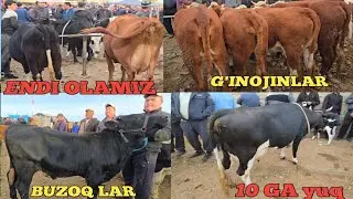 JUMA MOL BOZORI ONA BOLA SIGIRLAR XAMDA BUG'OZ G'INOJINLAR UTKIR UZ 90 505 29 30