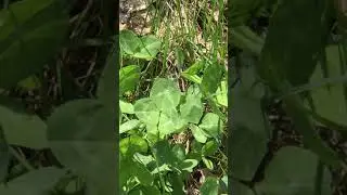 Прыткие ящерицы. Копуляция.
