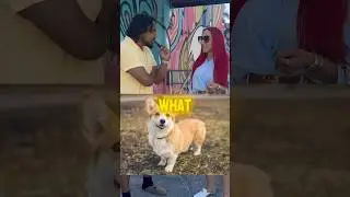 Name 3 Animals that start with the letter C… 