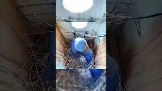 Bluebird VS stick #bluebirds #birds #nature #birdnest #nest #birdbox