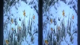 20040312 Snowfall in a Garden in Luton hsbs 3D