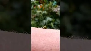 Богомол