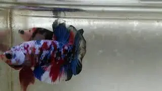 Betta multicolour/cupang galaxy