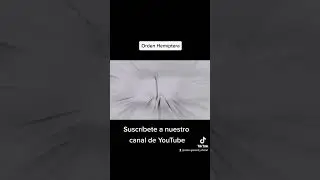 Orden Hemíptera
