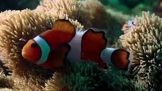 Рыбы-клоуны и морские анемоны, музыка для сна и здоровье