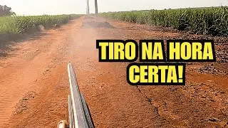 CAÇA DE JAVALI – ATIREI ANTES DELA ME PEGAR!