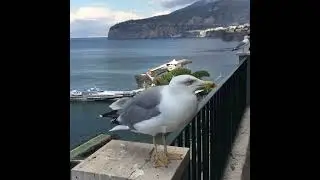 t's "Sassy" the Sorrento seagull again!  #travel