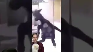Араваай 🤣🙀🤔 
