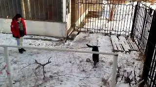 Макарова Татьяна, Бордер, Курокунаичи.