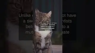 Unlike dogs, cats do not have a sweet tooth. Scientists believe this is due to a...