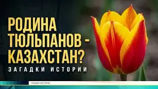 Родина тюльпана - Казахстан? Как разгадать тайну священного цветка?  Загадки истории(HD)
