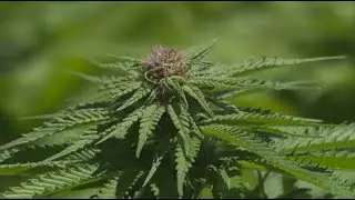 Swami Chaitanya: Teaching the Art & Science of Cannabis Assessment