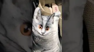 кота жмыхнуло 😜 #memes #cat