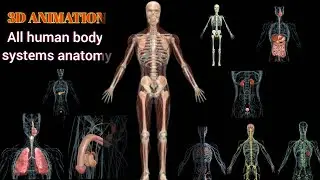 all human body systems anatomy #3danimation #humanbodysystem #3danatomy #allbodysystems