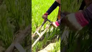 Farmers clean the grass in the Paddy Field #agriculture #tractor #simpleliving  #shorts