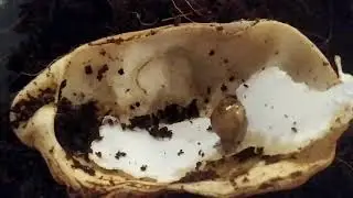 Наконец-то улитка 🐌!!! / Только у Мадемуазель Екатерины!