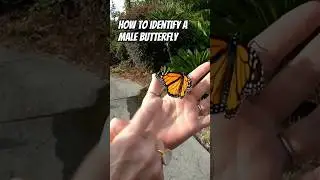 Do Not Assume Butterfly Gender