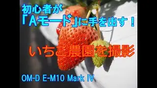 【OM-D E-M10 Mark IV】初心者なりのAモード撮影　いちご農園編