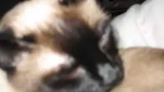 Bimbo - In Loving Memory